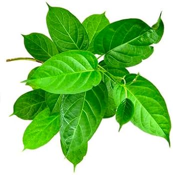 Banaba Leaf